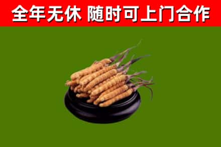 邻水县回收冬虫夏草