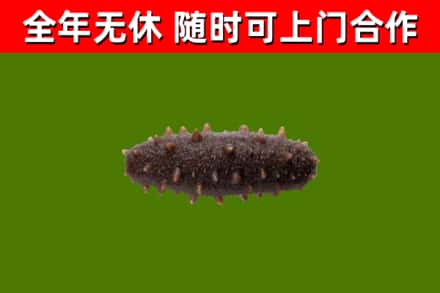 邻水县回收海参干